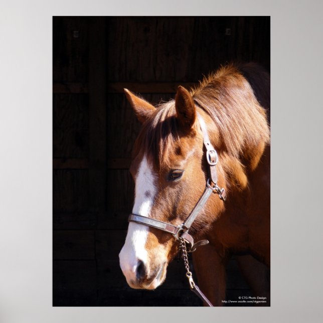 Quarter Horse Mare Großdruck Poster (Vorne)