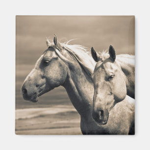 Quarter Horses auf kanadischer Prärie Magnet