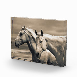 Quarter Horses in der kanadischen Prärie Fotoblock