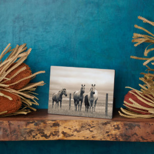Quarter Horses in der kanadischen Prärie Fotoplatte