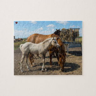 Quarter Horses Texas