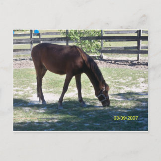 Quarter Paso Colt Grazing Postkarte