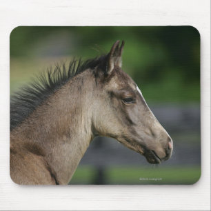 Quarterhorse-FohlenHeadshot Mousepad