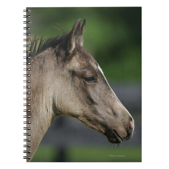 Quarterhorse-FohlenHeadshot Notizblock (Vorderseite)