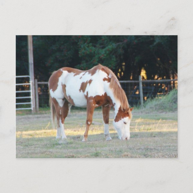 Quarterpferd 2 postkarte (Vorderseite)