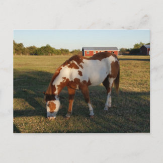 Quarterpferd 4 postkarte