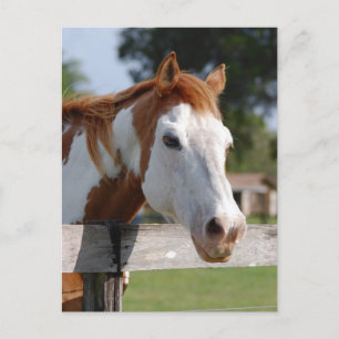 Quarterpferd Postkarte