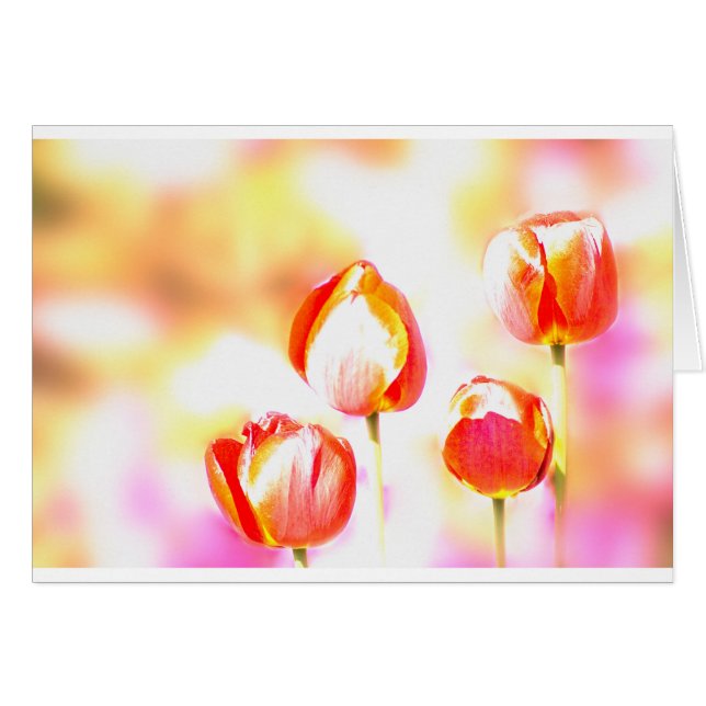 Quartet rouge de tulipe (Devant horizontal)