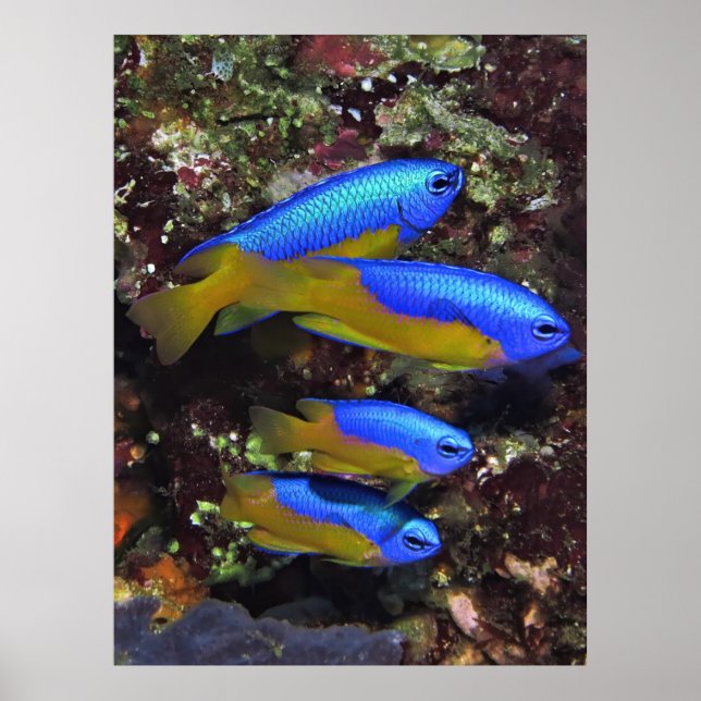 Quartett Damselfish Poster (Vorne)