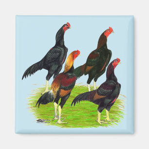 Quartett "Oriental Game Fowl" Magnet