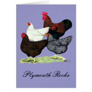 Quartier de Plymouth Rock