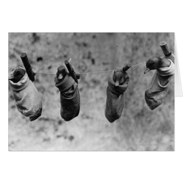 Quatre canetons d'un jour sortis du danger (Devant horizontal)