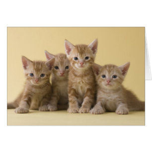 Quatre chatons à air court américains