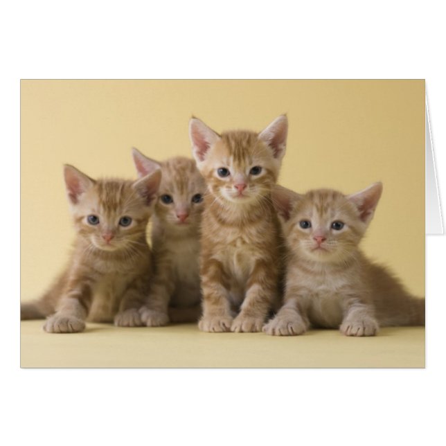 Quatre chatons à air court américains (Devant horizontal)