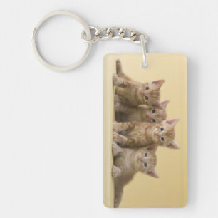 Quatre chatons de Shorthair d'Américain