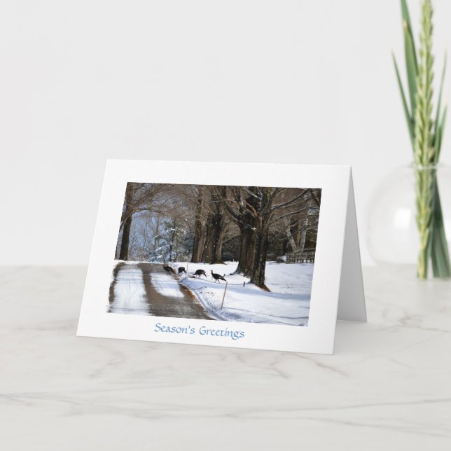 Quatre dindes sauvages - carte de vacances (Devant)