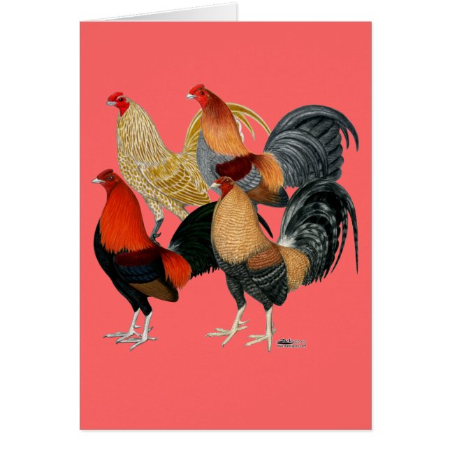 Quatre gamecocks (Devant)