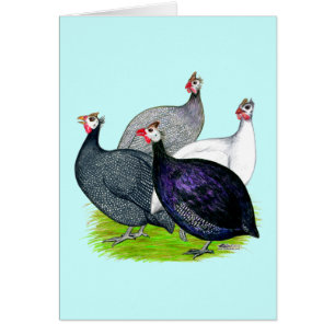 Quatre Guineas