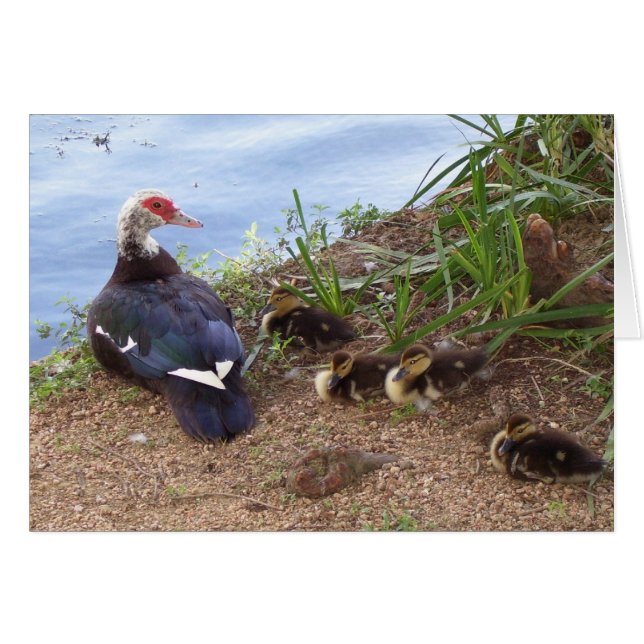 Quatre lil' ducklings (Devant horizontal)