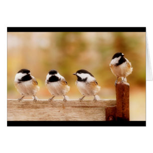 Quatre petits chickadees