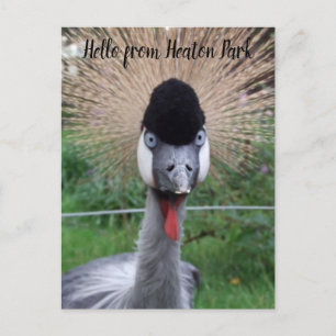 Quatsch! Postkarte