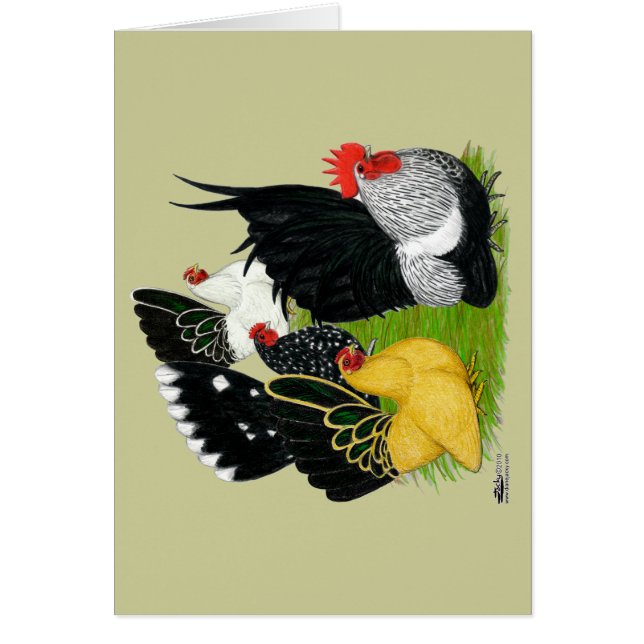 Quatuor japonais Bantam (Devant)