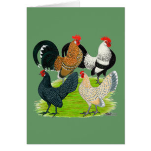 Quatuor néerlandais Bantam