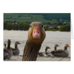 Que regardez-vous ? (Visage drôle d'oie)