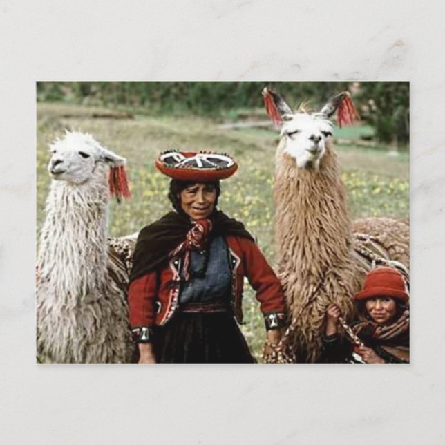 Quechua-Frau mit zwei Llamas-Fotos Postkarte (Vorderseite)