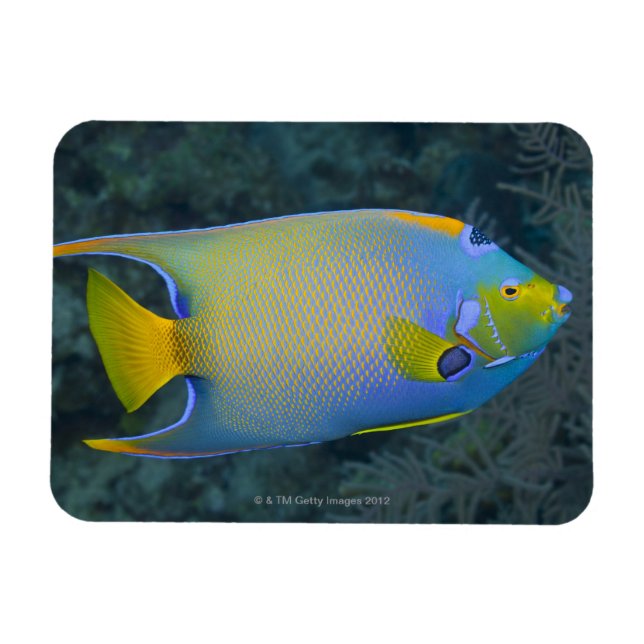 Queen Angelfish Magnet (Horizontal)