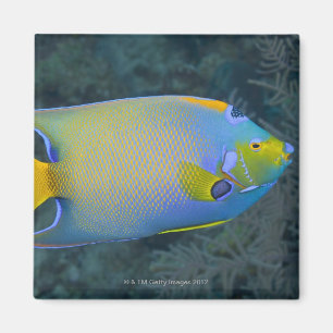 Queen Angelfish Magnet