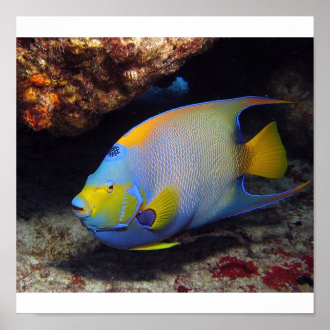 Queen Angelfish Poster (Vorne)