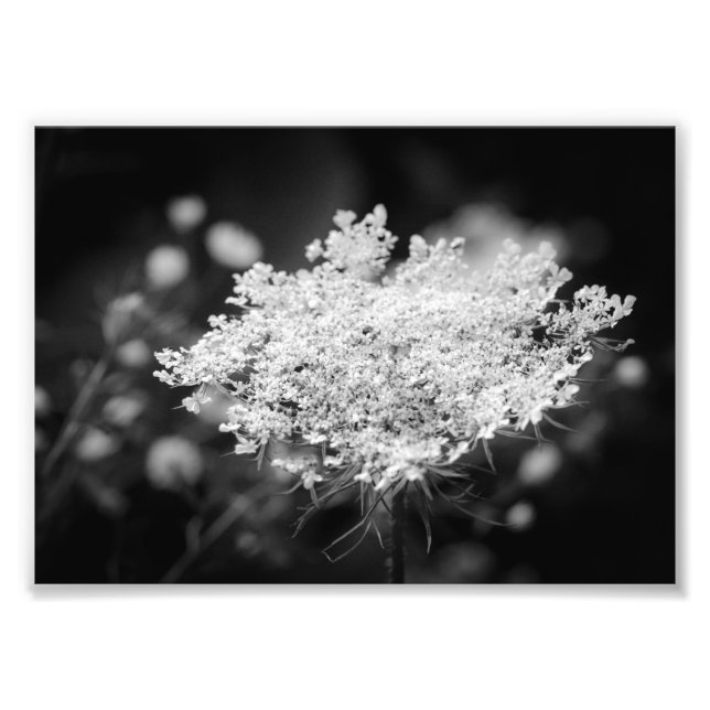 Queen Anne's Lace B&W Blume Foto Print (Vorne)