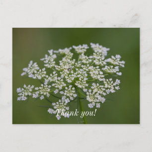 Queen Anne's Lace Danke, Postcard Postkarte