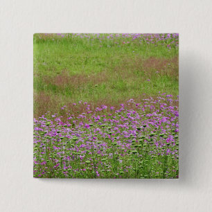 Queen Anne's Lace Daucus carota), die Button
