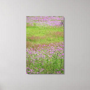 Queen Anne's Lace Daucus carota), die Leinwanddruck