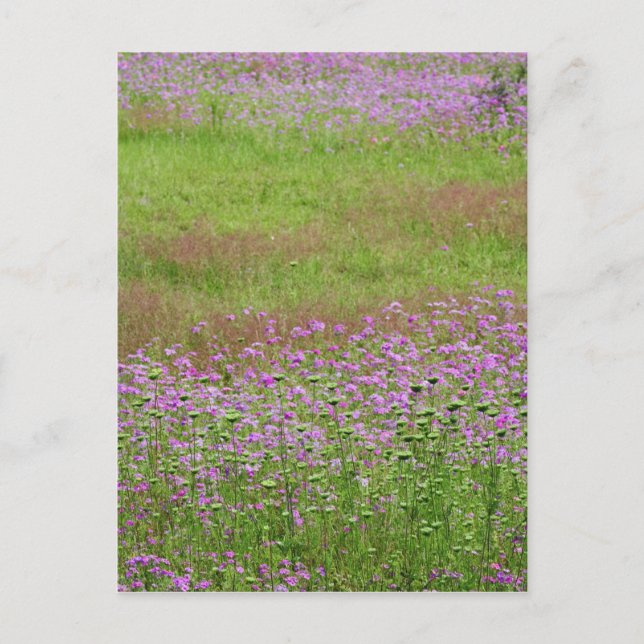 Queen Anne's Lace Daucus carota), die Postkarte (Vorderseite)