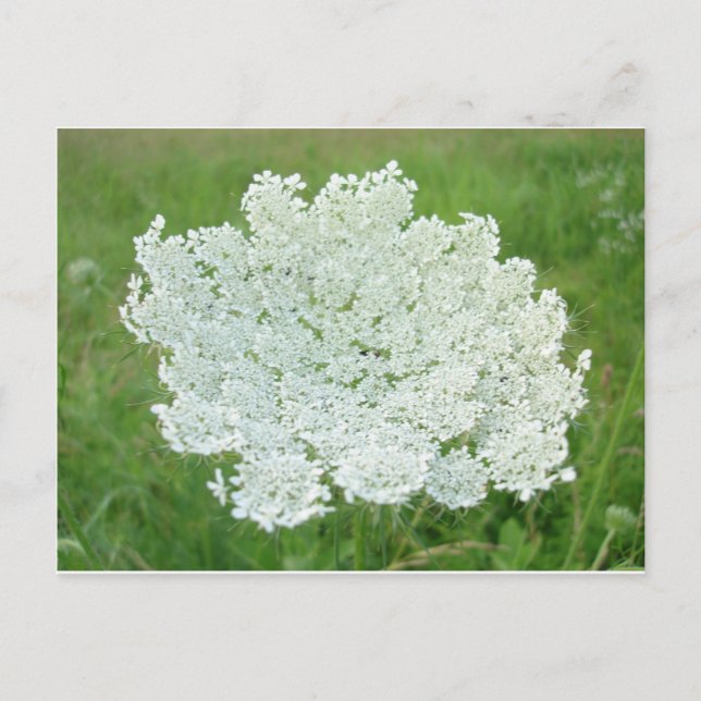 Queen Annes Lace Postkarte (Vorderseite)