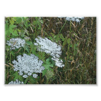 Queen Anne's Lace White Wild Blume
