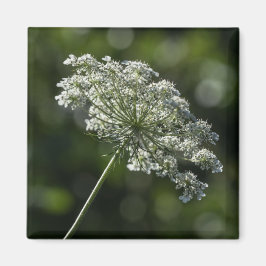 Queen Anne's Lace White Wildblume Magnet