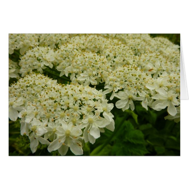Queen Anne's Lace Wildblume Foto (Vorderseite (Horizontal))