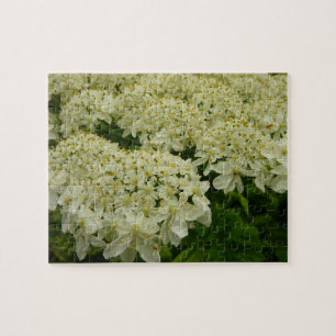 Queen Anne's Lace Wildblume Foto