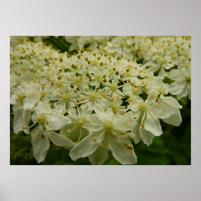 Queen Anne's Lace Wildblume Foto Poster (Vorne)