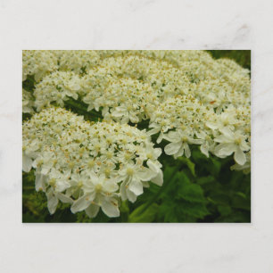 Queen Anne's Lace Wildblume Foto Postkarte