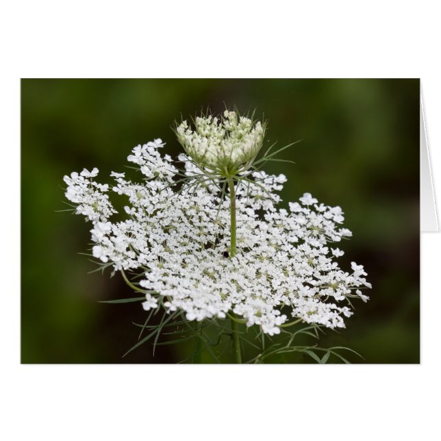 Queen Ann's Lace Double nehmen (Vorderseite (Horizontal))