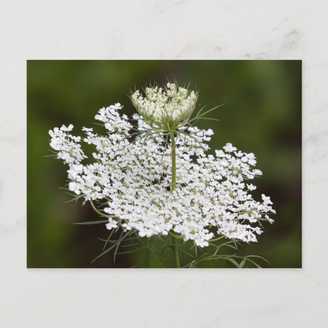 Queen Ann's Lace Postkarte (Vorderseite)