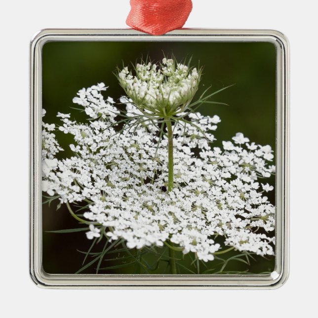 Queen Ann's Lace Silbernes Ornament (Vorne)