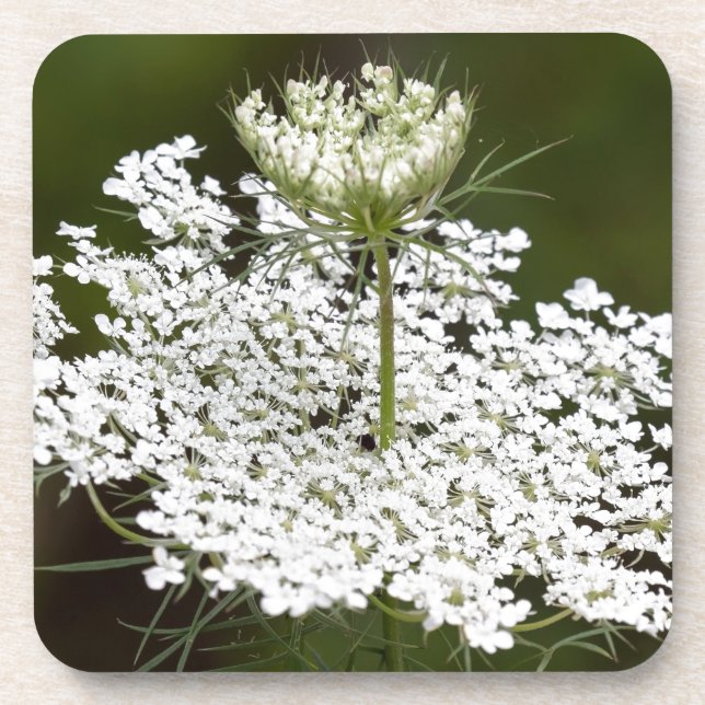 Queen Ann's Lace Untersetzer (Vorderseite)