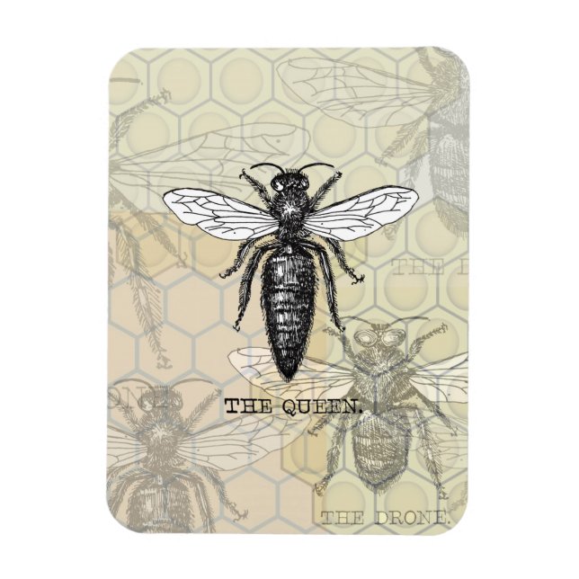 Queen Bee Bug Insect Antike Illustration Magnet (Vertikal)
