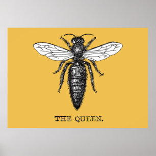 Queen Bee Bug Insect Antike Illustration Poster